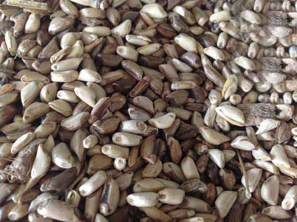 墨西哥玉米草一畝地用多少種子