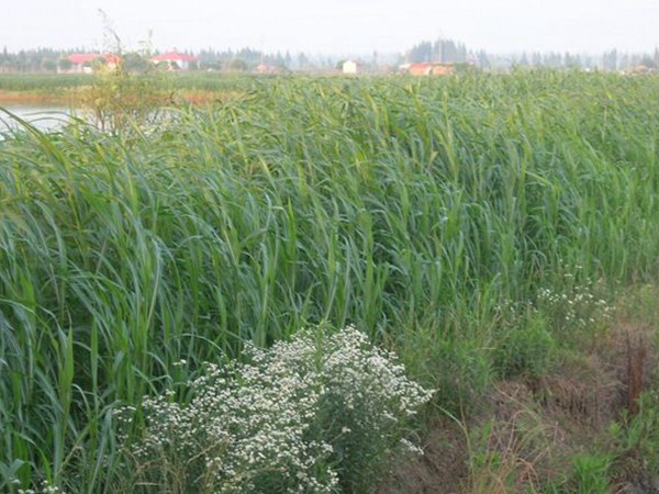 蘇丹草長(zhǎng)多高可以收割 蘇丹草長(zhǎng)多高可以收割