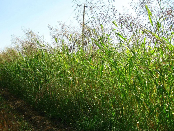 蘇丹草長(zhǎng)多高可以收割 蘇丹草長(zhǎng)多高可以收割