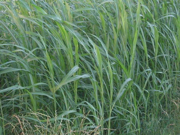 蘇丹草長(zhǎng)多高可以收割 蘇丹草長(zhǎng)多高可以收割