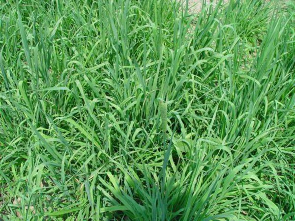 提木西草和苜蓿草哪個更好