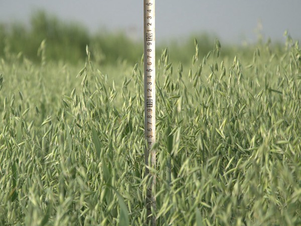 燕麥種子什么時候種，怎么播種