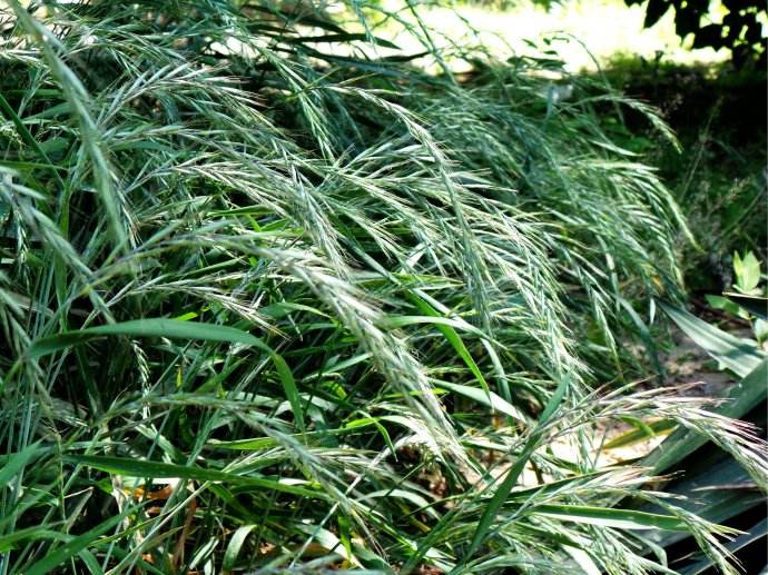 披堿草種子一斤多少錢 披堿草種子一斤多少錢