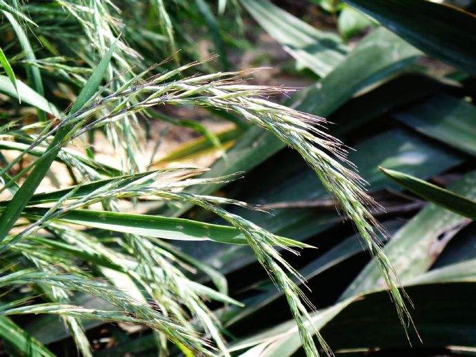 披堿草種子一斤多少錢 披堿草種子一斤多少錢