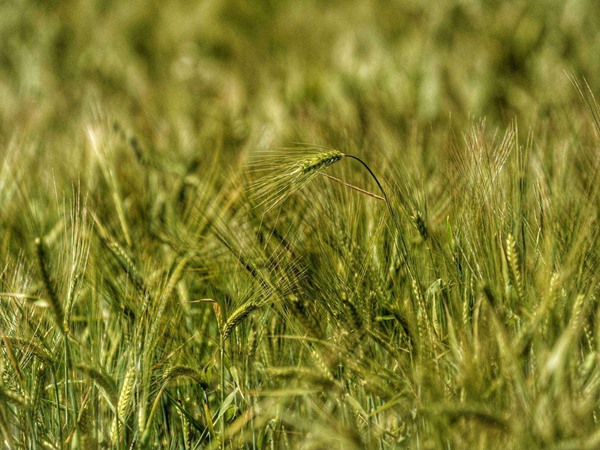 牧草大麥和燕麥是一種嗎？有什么區別