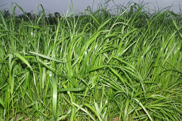 如何區分冬牧70黑麥草和黑麥草 如何區分冬牧70黑麥草和黑麥草