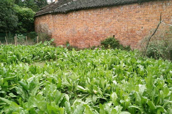 高產優質飼草菊苣有哪些特點
