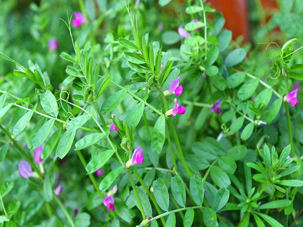 沙打旺可以用來喂養牛羊嗎