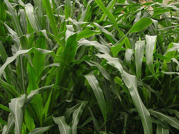 墨西哥玉米草種子播種后幾天發(fā)芽?怎么播種發(fā)芽更快 墨西哥玉米草種子播種后幾天發(fā)芽?怎么播種發(fā)芽更快