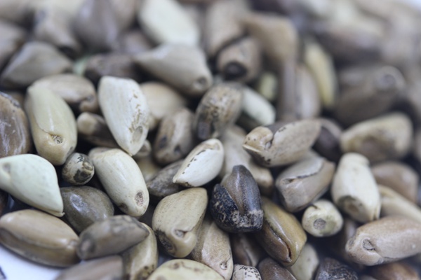 墨西哥玉米草種子播種后幾天發(fā)芽?怎么播種發(fā)芽更快 墨西哥玉米草種子播種后幾天發(fā)芽?怎么播種發(fā)芽更快