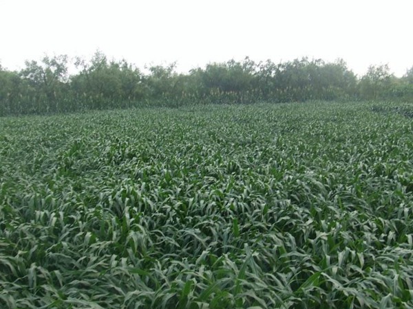 墨西哥玉米草種子播種后幾天發(fā)芽?怎么播種發(fā)芽更快 墨西哥玉米草種子播種后幾天發(fā)芽?怎么播種發(fā)芽更快