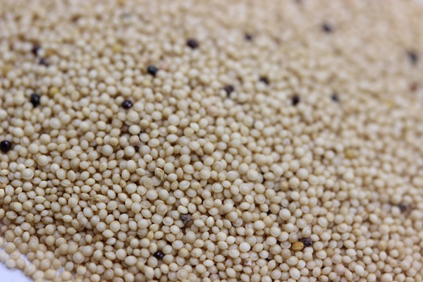 籽粒莧種子的價格多少錢一斤?怎么播種 籽粒莧種子的價格多少錢一斤?怎么播種