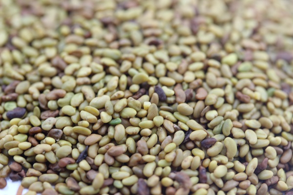 紫花苜蓿種子播種方法和養(yǎng)護技巧 紫花苜蓿種子播種方法和養(yǎng)護技巧