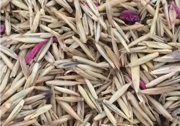 冰草種子怎么種,種后多久發芽 冰草種子怎么種,種后多久發芽