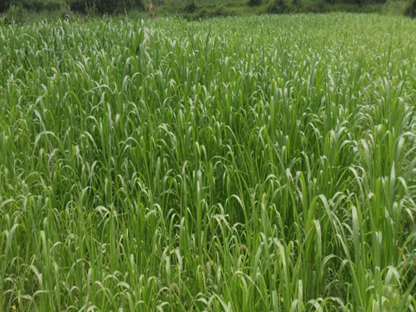 冰草種子價(jià)格，哪里有賣(mài)的