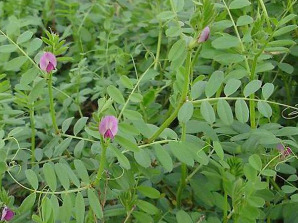 光葉紫花苕種子多少錢一斤，什么時候播種