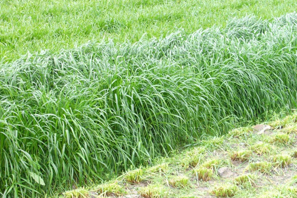 冬牧70黑麥草的播種時間及播種方法 冬牧70黑麥草的播種時間及播種方法