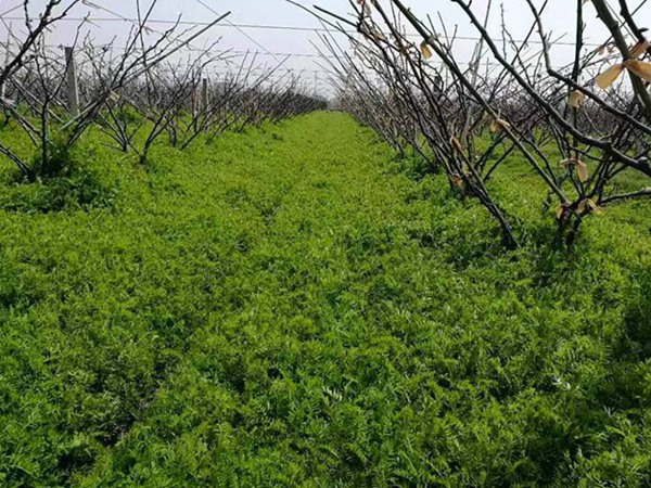 光葉紫花苕怎么播種，播種后多久發芽