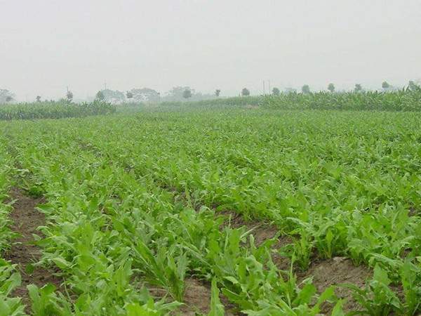 哪種飼草喂雞鵝好，為什么