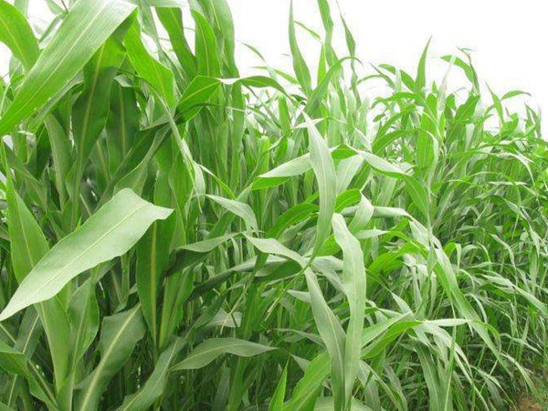 哪種飼草畝產高，如何提高產量