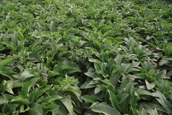 哪種飼草喂雞鵝好，有何喂養優勢