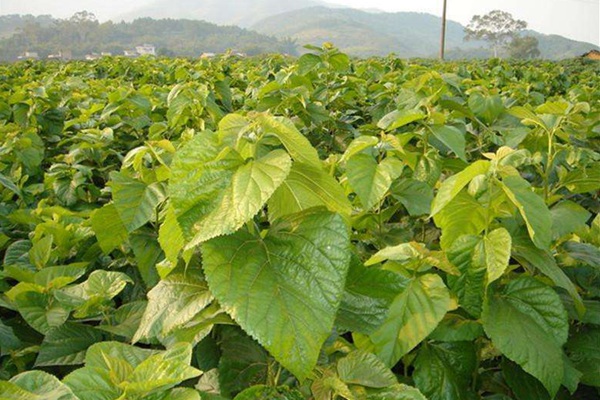 桑樹用作畜飼草可產多少茬