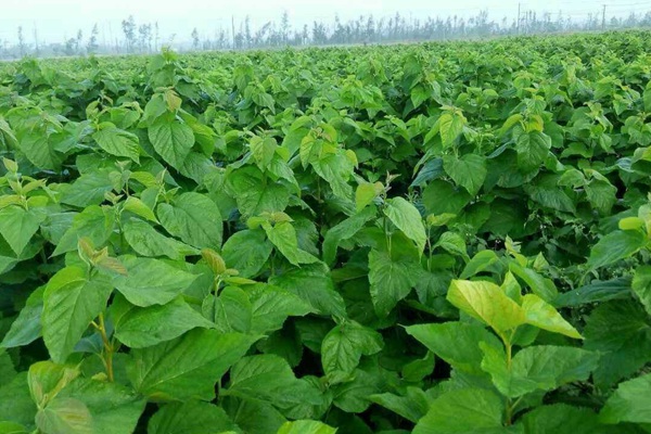 桑飼草樹能用作飼草嗎，種植養護技巧有哪些
