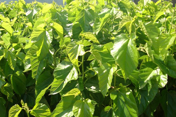 桑飼草樹能用作飼草嗎，種植養護技巧有哪些