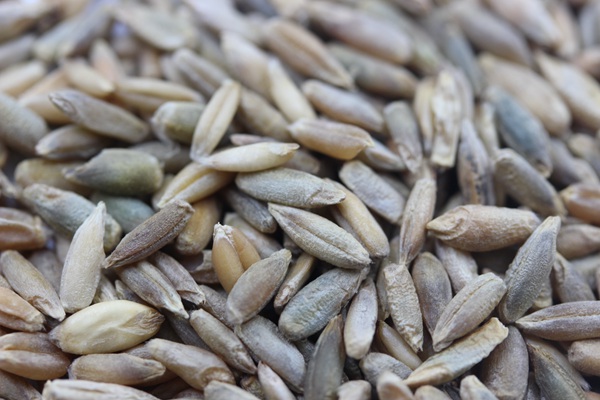 意大利黑麥草種子多少錢一斤？怎么播種