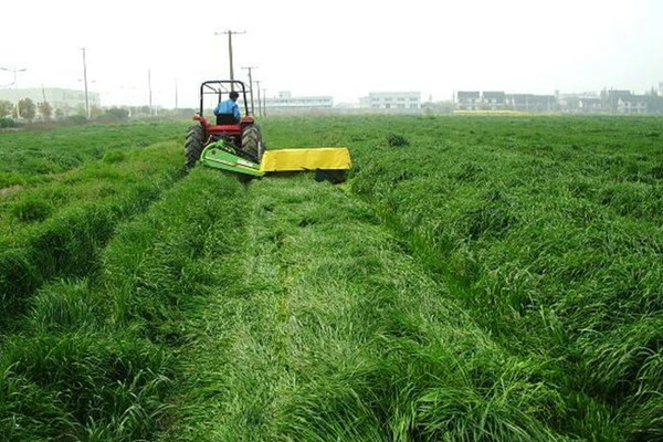 意大利黑麥草種子多少錢一斤？怎么播種