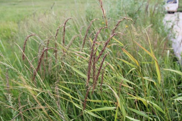 披堿草如何進行播種 披堿草如何進行播種