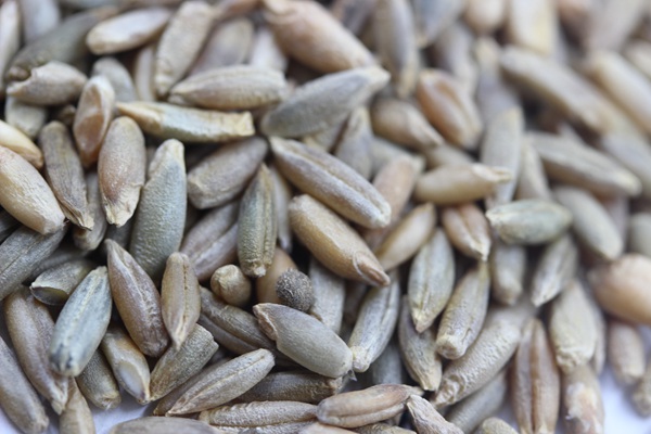 意大利黑麥草一畝地用多少種子