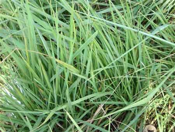 適合披堿草種植的地區 適合披堿草種植的地區