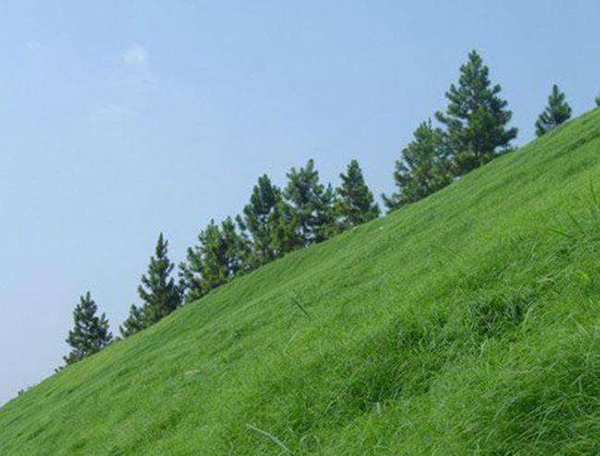 適合披堿草種植的地區 適合披堿草種植的地區