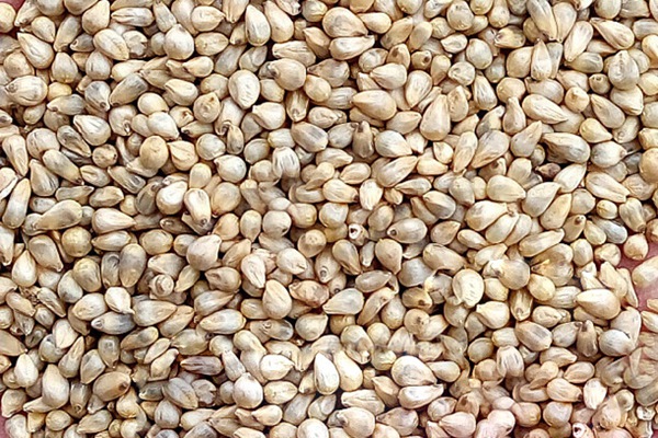 提木西草種子多少錢一斤，哪里有賣