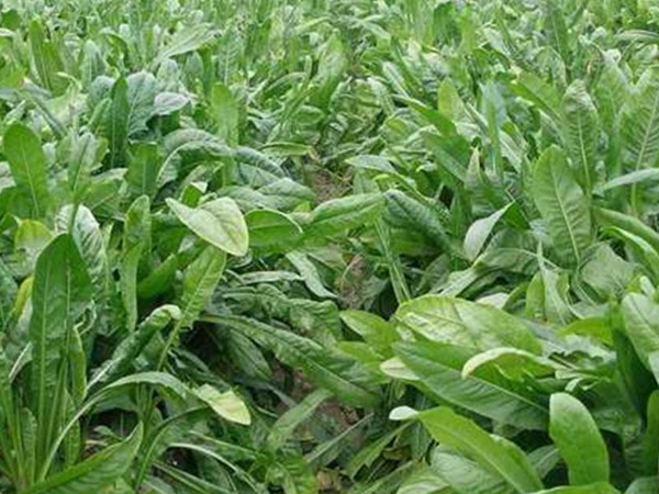 魯梅克斯種子畝播種用量,成本多少 魯梅克斯種子畝播種用量,成本多少