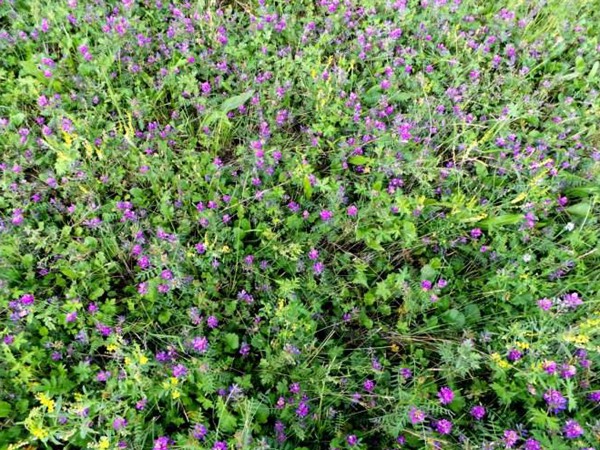 沙打旺做牛羊飼草怎么樣，有什么喂養(yǎng)優(yōu)勢呢