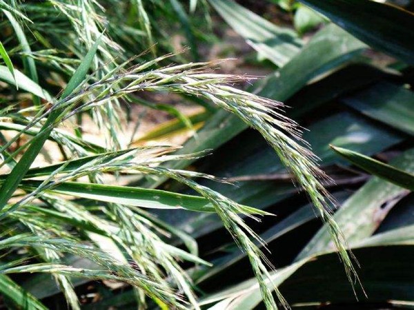 無芒披堿草種子價格 無芒披堿草種子價格