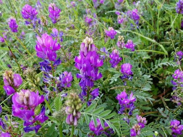 沙打旺種子價格，一畝地種多少