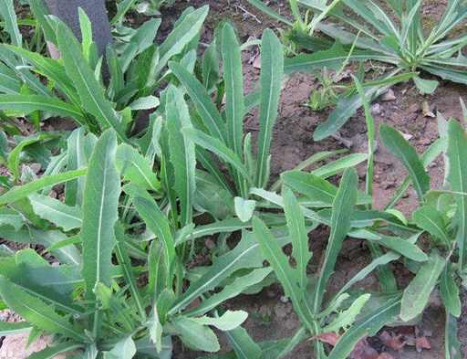 苣荬菜和苦荬菜之間的區(qū)別 苣荬菜和苦荬菜之間的區(qū)別