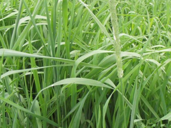 提木西草和苜蓿草哪個(gè)更好，有何區(qū)別