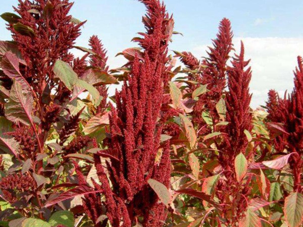 種植籽粒莧的經(jīng)濟(jì)效益如何,怎樣提高效益 種植籽粒莧的經(jīng)濟(jì)效益如何,怎樣提高效益