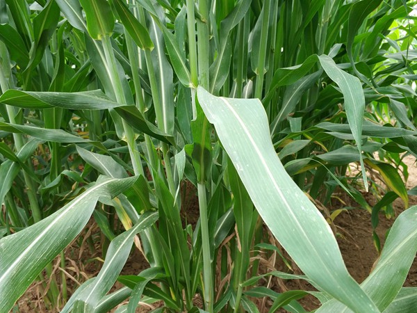 飼草甜高粱可以割幾茬，畝產(chǎn)量多少