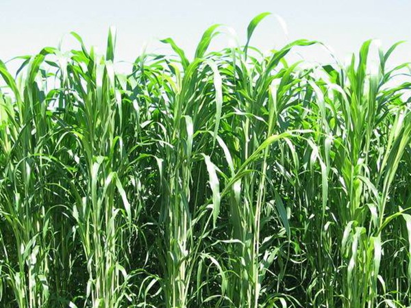 飼草甜高粱能養鵝，喂養方式是什么