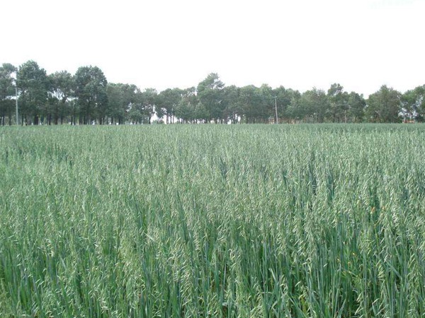 飼草型燕麥產(chǎn)量，如何提高畝產(chǎn)量