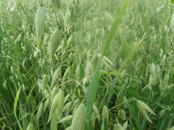 飼草型燕麥產(chǎn)量，如何提高畝產(chǎn)量