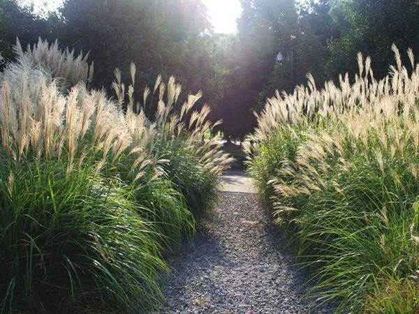 喂養牛的飼草有哪些