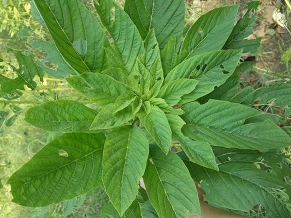 適合種植的飼草名稱，這些飼草有什么共同點