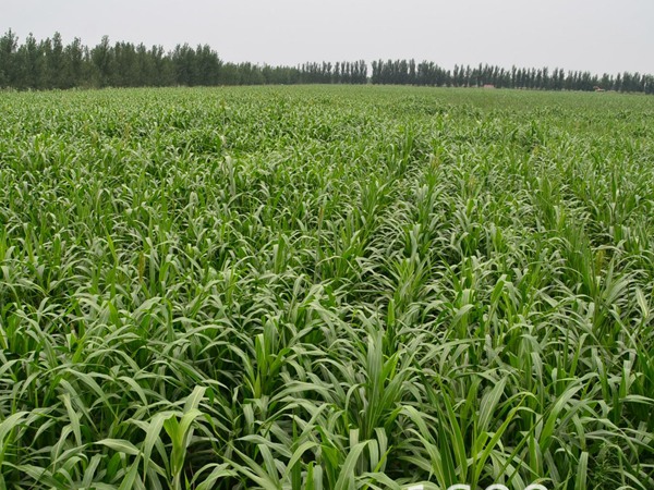 養(yǎng)20只羊用多少畝飼草，用什么品種的飼草