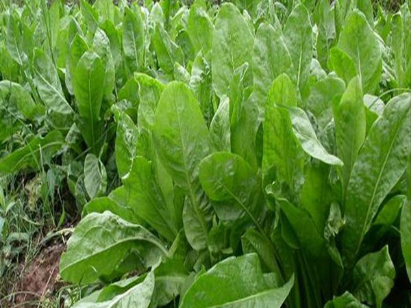 喂羊用什么飼草好，為什么